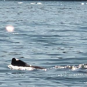 Meet your Posher, Rita